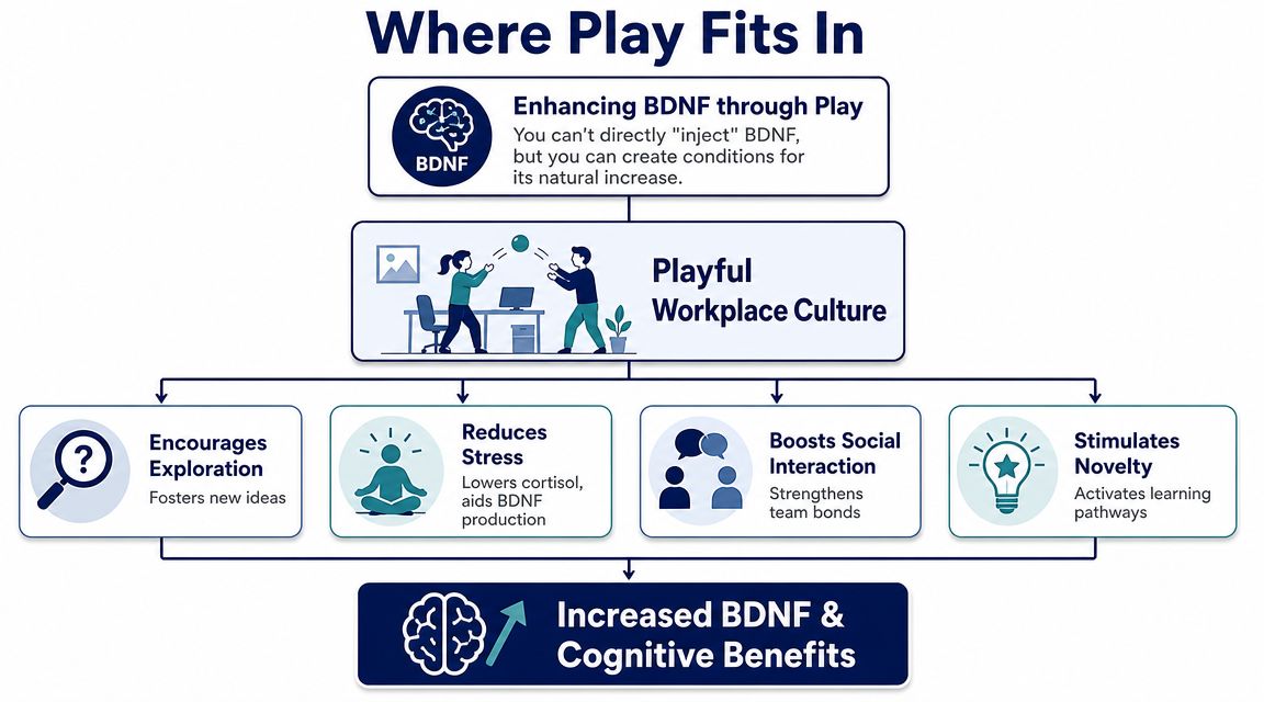 A flowchart explaining how playful workplace culture fosters natural increases in BDNF for cognitive benefits.