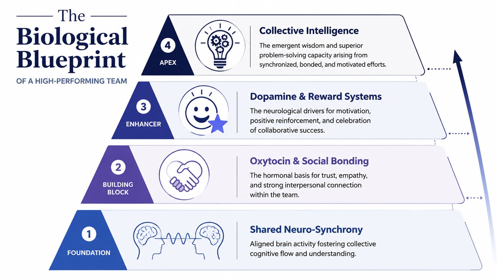 A hierarchical pyramid diagram illustrating four key biological pillars for creating high-performing team dynamics.