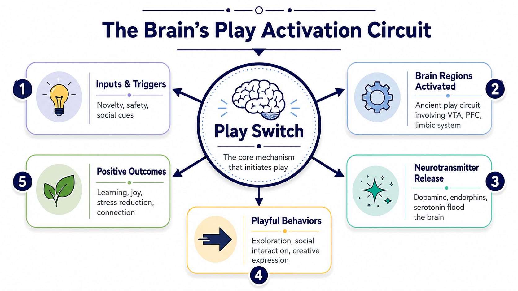A diagram titled The Brain's Play Activation Circuit, illustrating the biological process of play and its positive outcomes.